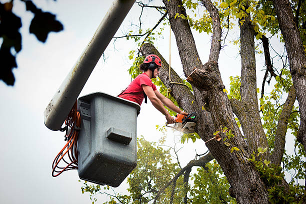 Tree and Shrub Care in South Amboy, NJ